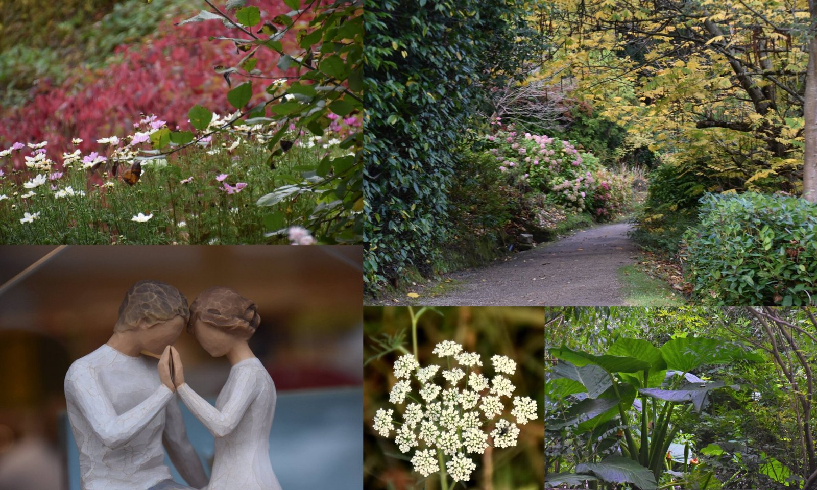 Fitoterapia Conocimientos y Experiencias. El Propósito 03.