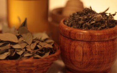 Fitoterapia conocimientos y experiencias 01