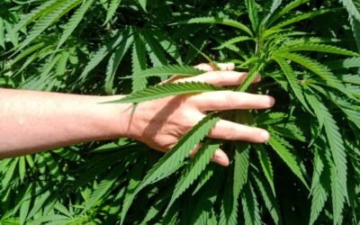Cannabis medicinal-Efecto séquito